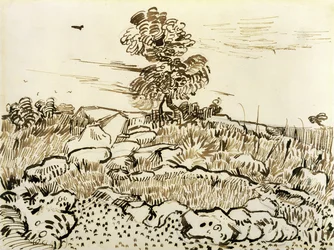 Rocky Ground at Montmajour, 1888-89